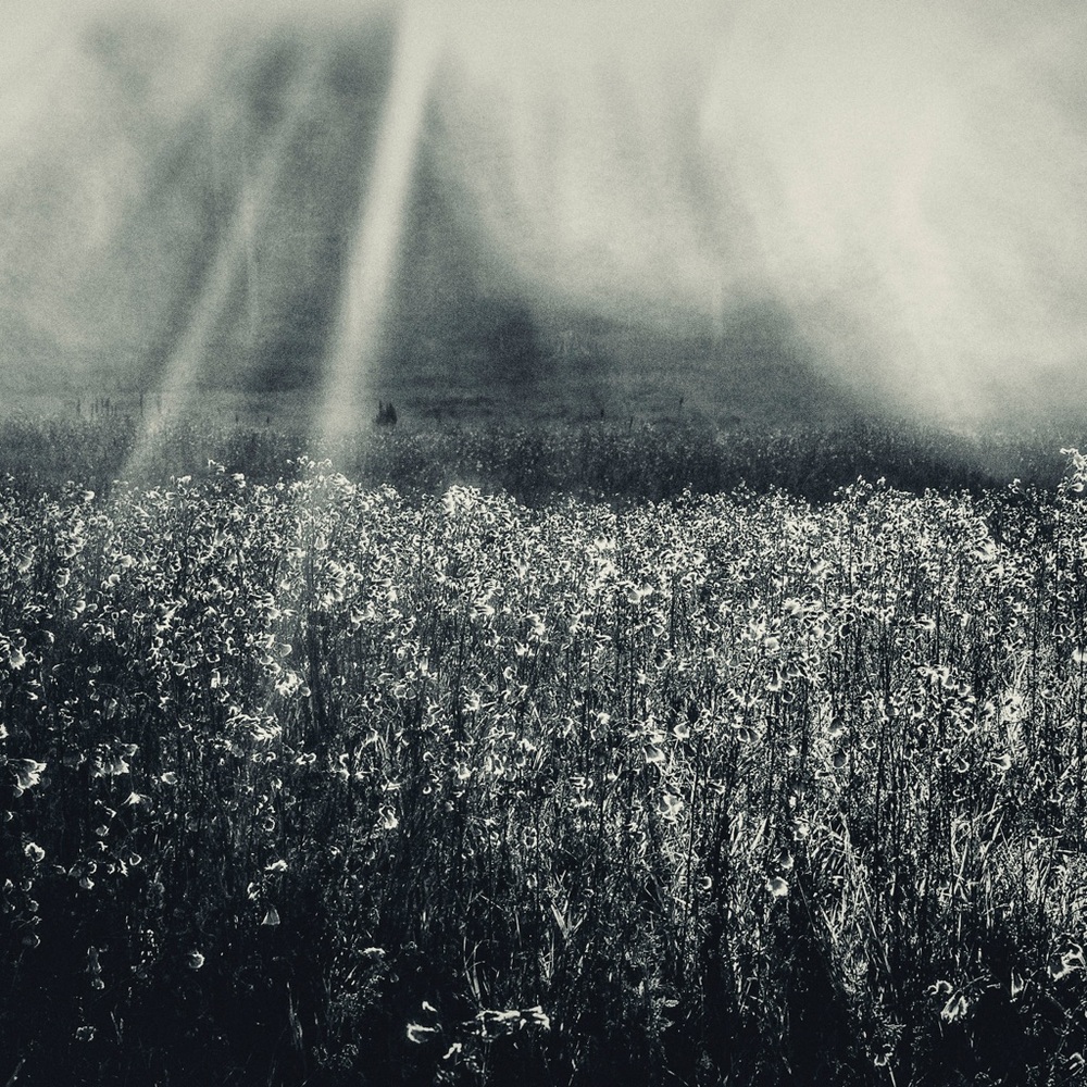 Meet your Posher, Trisha